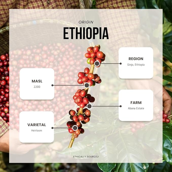 Reborn Coffee Specialty Whole Bean Coffee, Light-Medium Roast, 12 Ounce, Ethiopia Abana Estate Ginjo, Notes of Citrus Blossom, Honeysuckle, Watermelon, and Nectarine